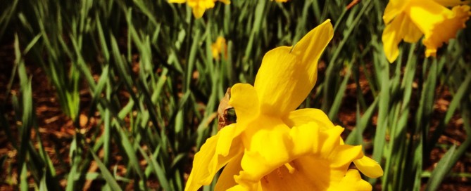 Abundance: daffodils in early spring