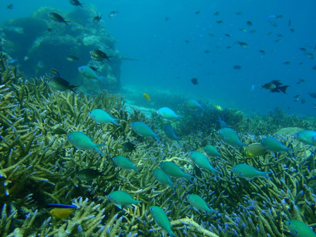 Solomon Islands reef