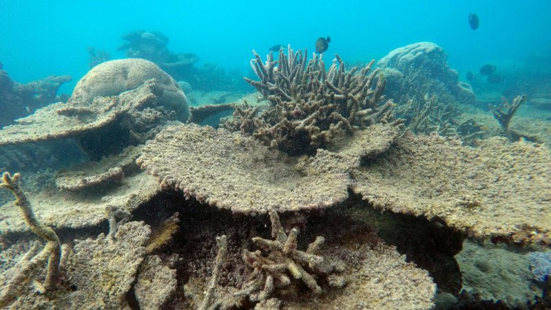 Dead coral reef following mass bleaching event on the Great Barrier Reef