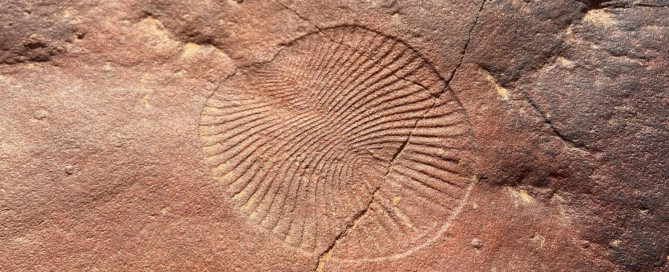 ediacara fossil