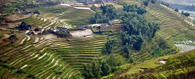 rice paddy levels in Sapa