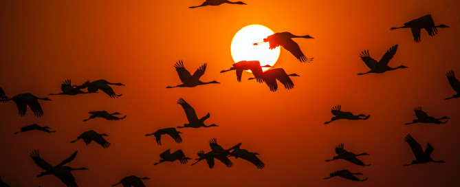 Formation of geese flying across a setting sun and orange sky
