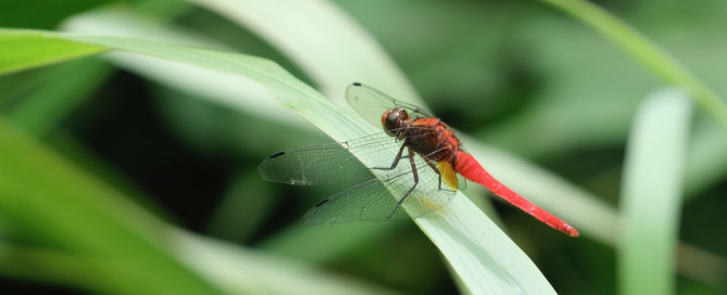 A dragonfly, symbol of transformation