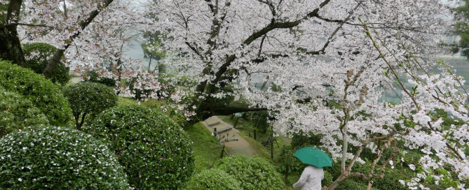 Blossom in Japan